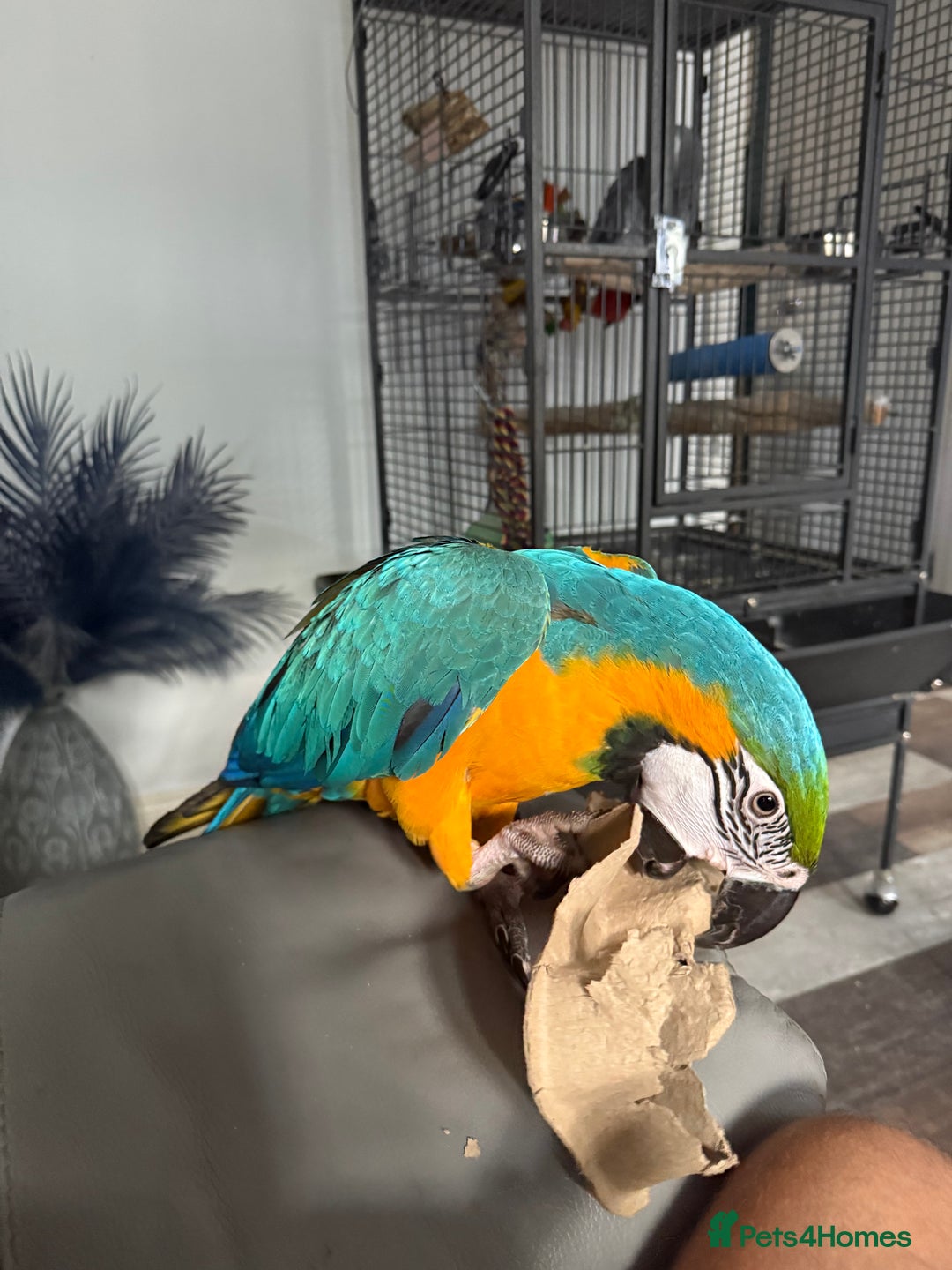 Macaws birds for sale: 2 Year Old Blue and Gold Macaw For Sale  - Advert 4