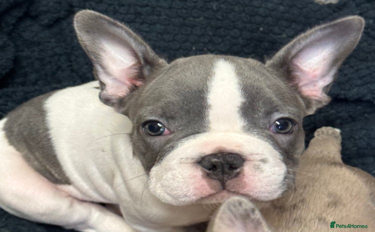 French Bulldog dogs - Advert 2