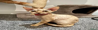 Devon Rex 3