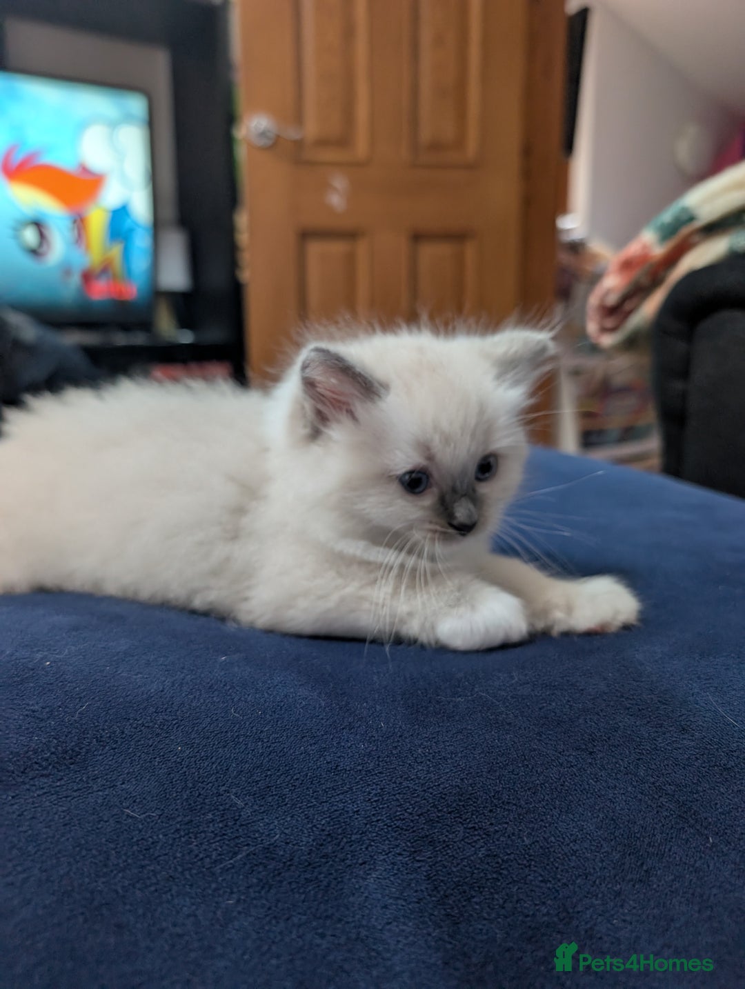 Ragdoll cats for sale: Gorgeous GCCF Registered Ragdoll Kittens Available - Image 5