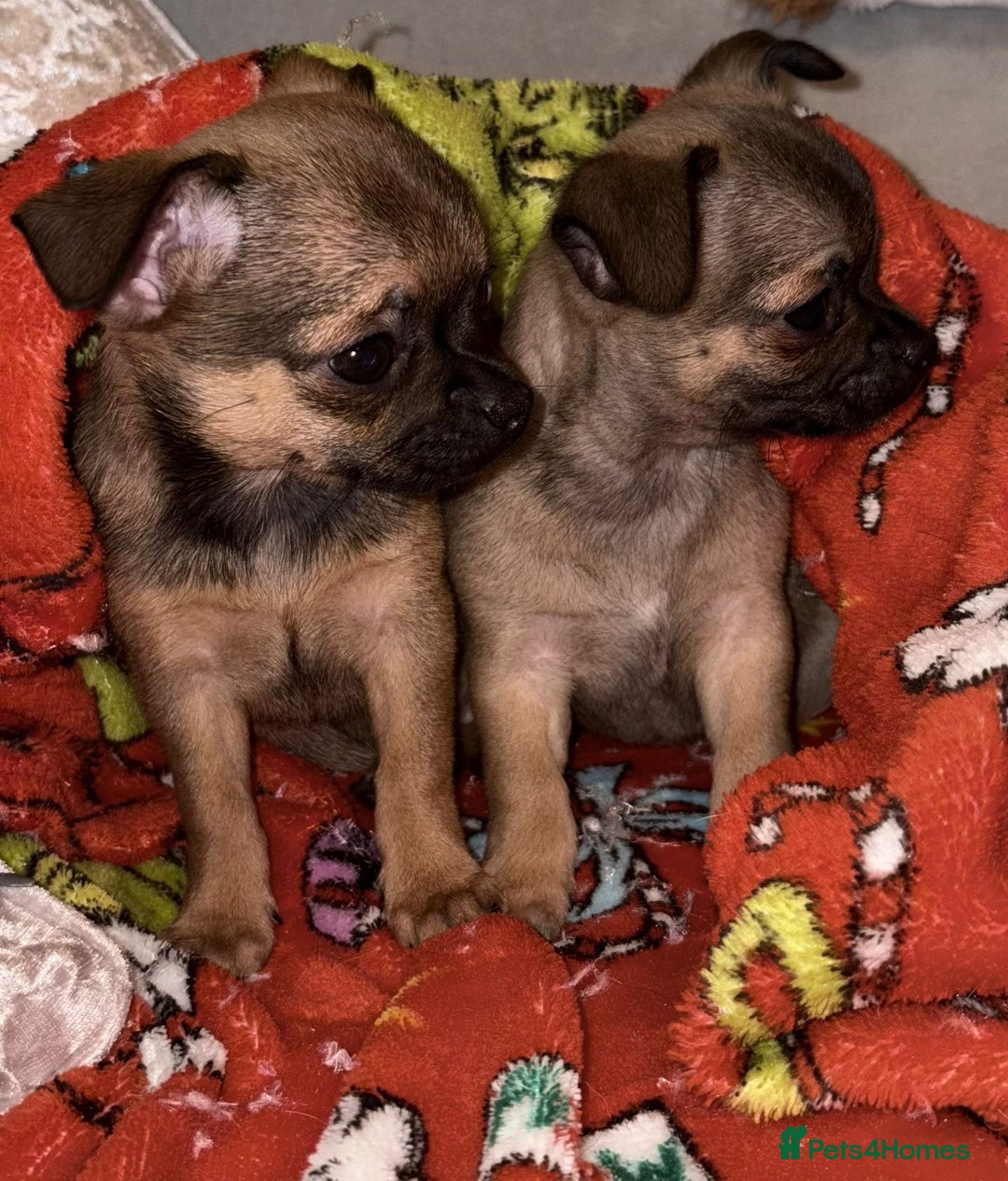Chihuahua dogs for sale: Chihuahua Puppies  - Advert 6