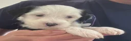 Tibetan Terrier dogs for sale: KC reg Tibetan terrier puppies  - Advert 10