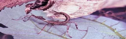 Stick Insects invertebrates for sale: Spiny Stick Insect Nymphs - Advert 1