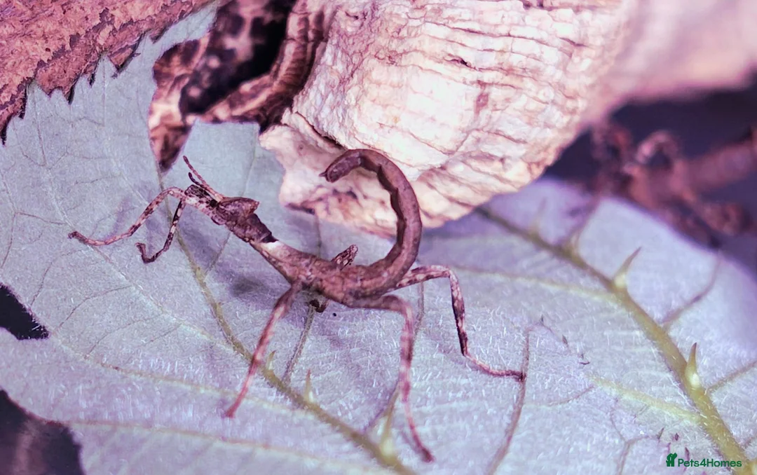 Stick Insects invertebrates for sale: Spiny Stick Insect Nymphs - Advert 1