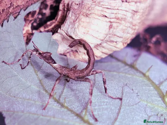 Stick Insects invertebrates Spiny Stick Insect Nymphs - Advert 1