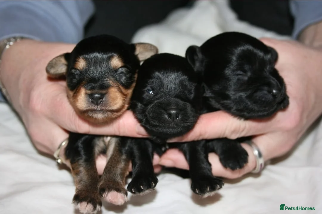 Yorkiepoo dogs for sale: Beautiful Porkies  in Steyning - Advert 11