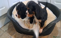 Cavalier King Charles Spaniel dogs for sale: Cavalier King Charles Puppies Available - Image 11