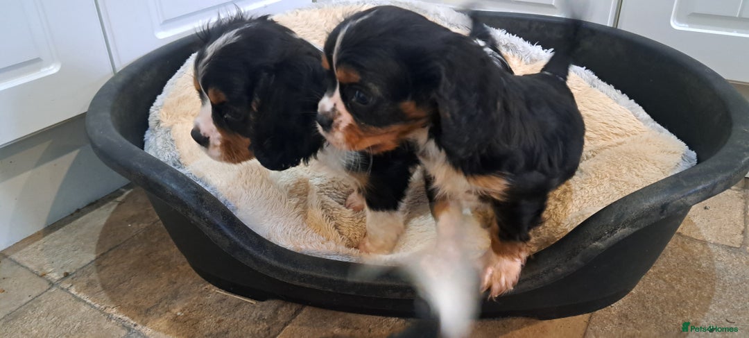Cavalier King Charles Spaniel dogs for sale: Cavalier King Charles Puppies Available - Image 11