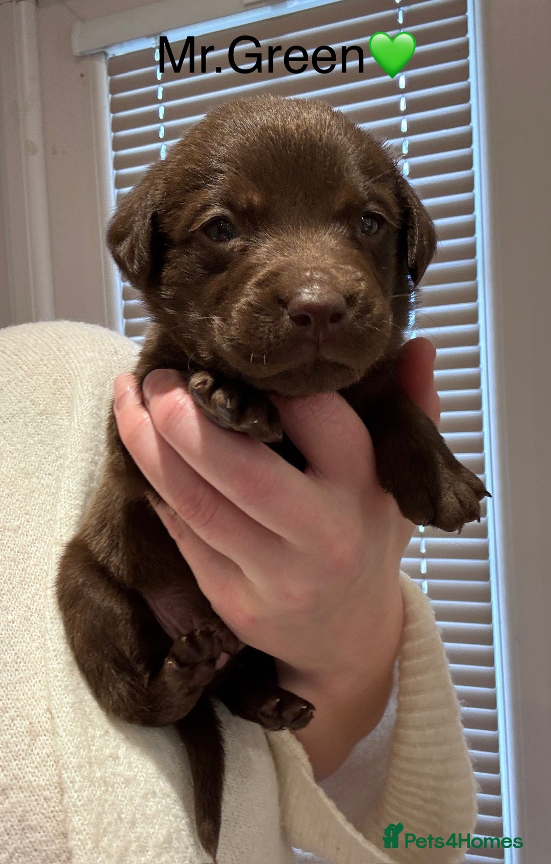 Labrador Retriever dogs for sale: Outstanding Quality Chocolate Labrador Puppies - Image 10