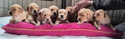 Golden Retriever dogs for sale: KC Registered Golden Retriever Pups Ready 7th June - Advert 17
