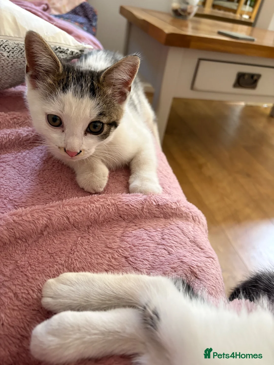 Mixed Breed cats for sale: Female cats  - Advert 2