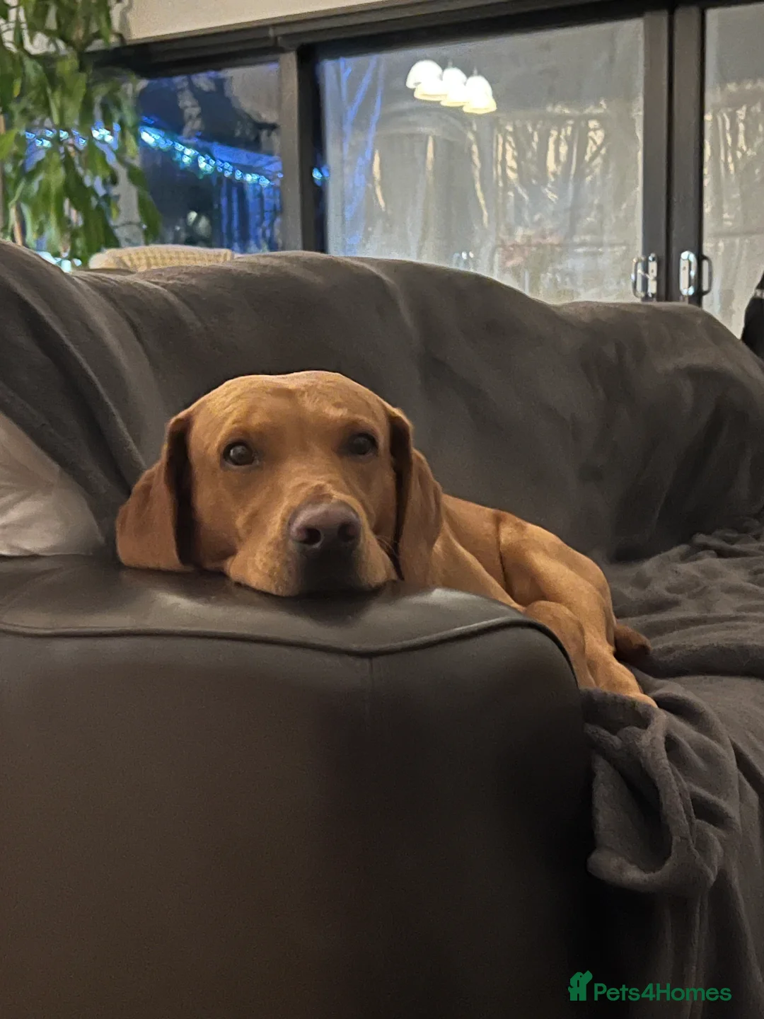 Labrador Retriever dogs for stud: Archer in Northampton - Advert 7