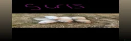 Ferret rodents for sale: Working ferrets  in Liverpool - Advert 2
