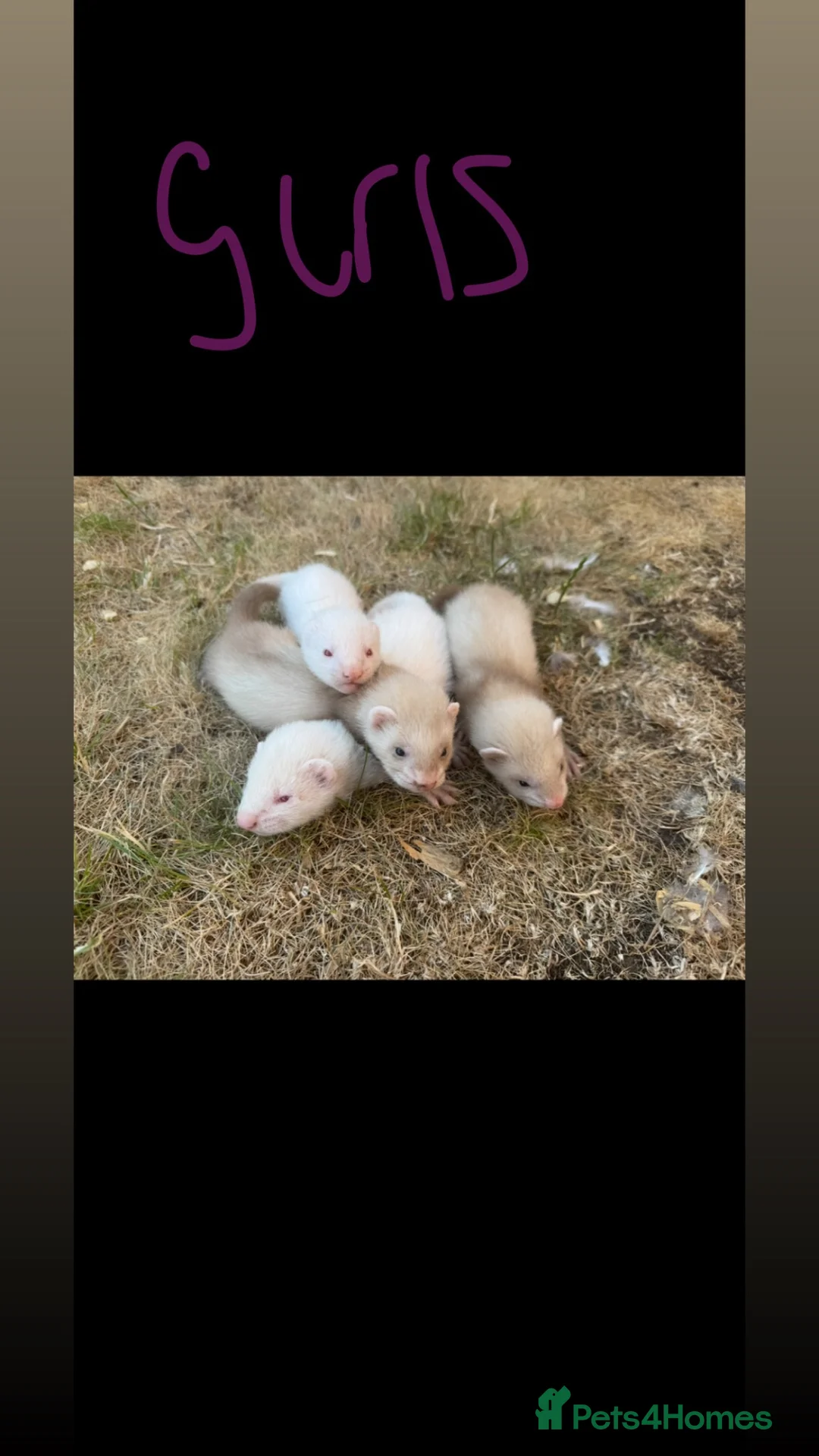 Ferret rodents for sale: Working ferrets  in Liverpool - Advert 2