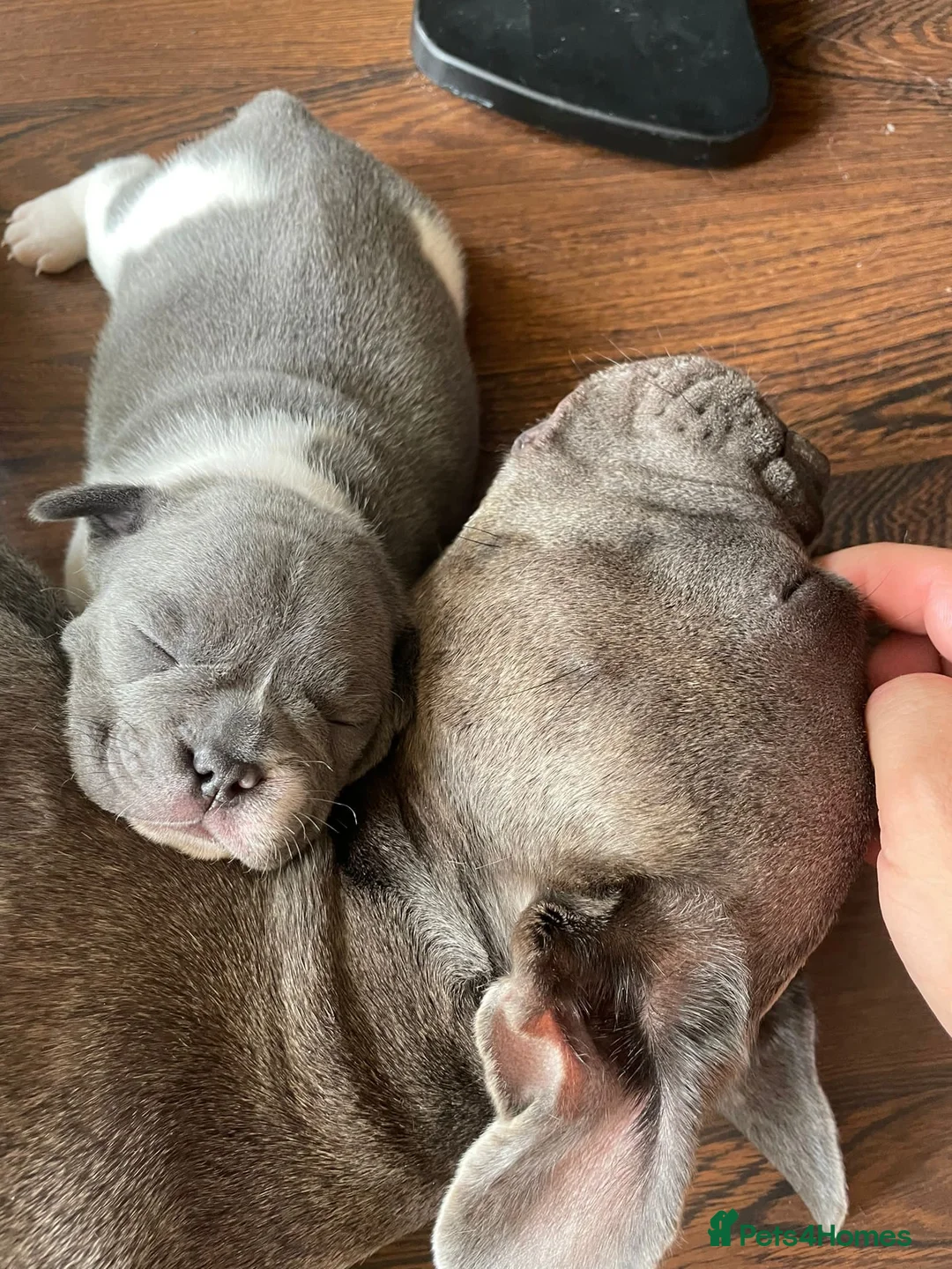French Bulldog dogs for stud: VEGAS- new shade Isabella & tan Merle  in Southampton - Advert 32