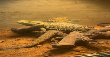 Bearded Dragon reptiles - Advert 14