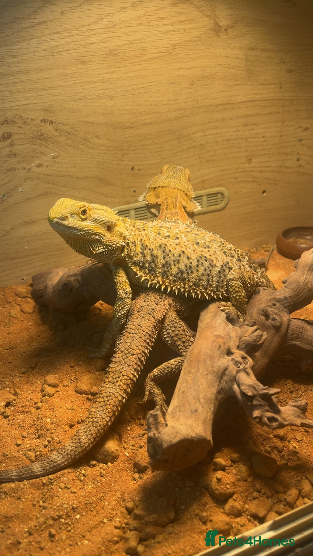 Bearded Dragon reptiles for sale: 3 bearded dragons for sale one male two females  - Image 3