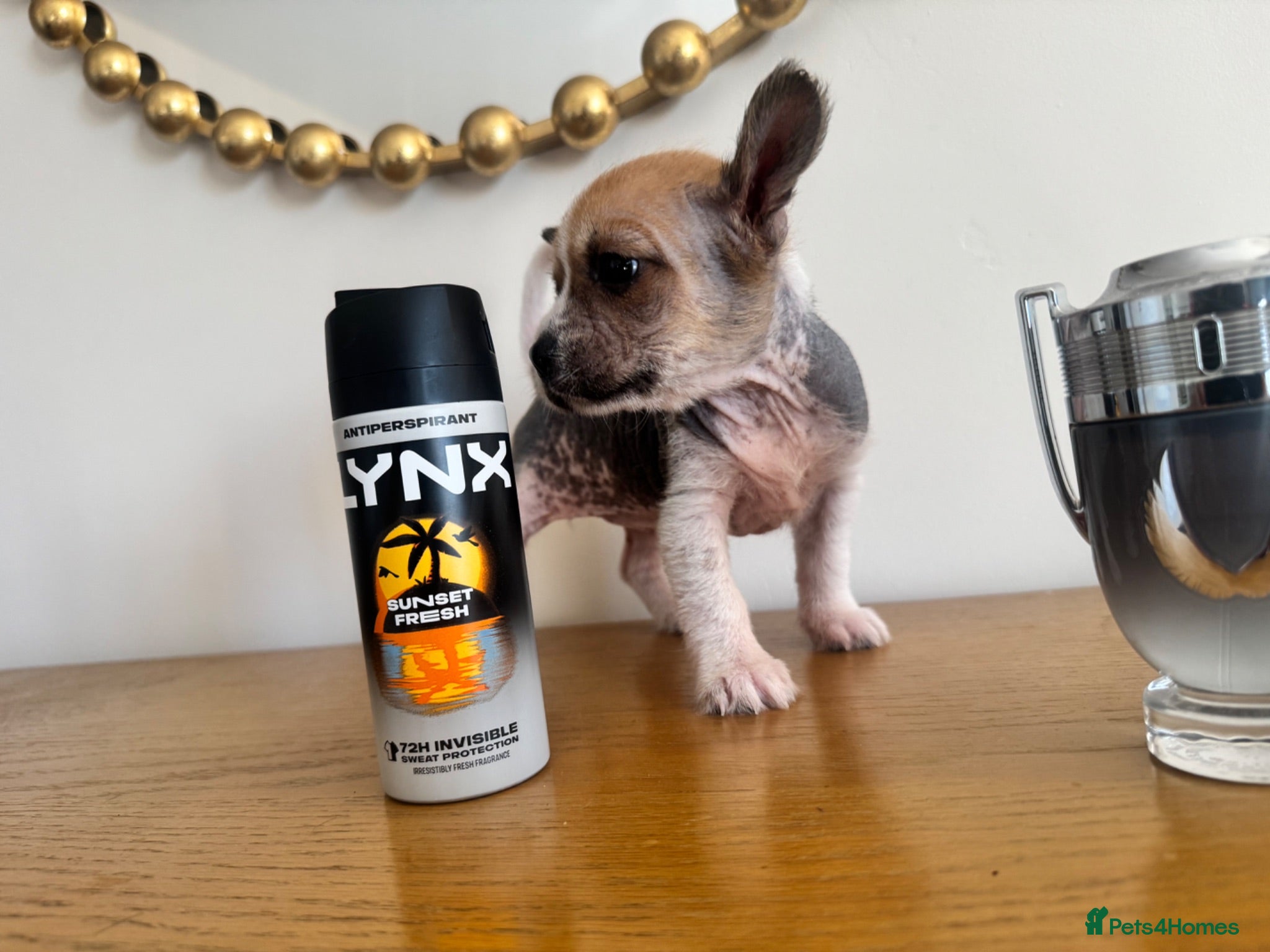 Chihuahua dogs Chihuahua /Chinese crested puppies - Advert 8
