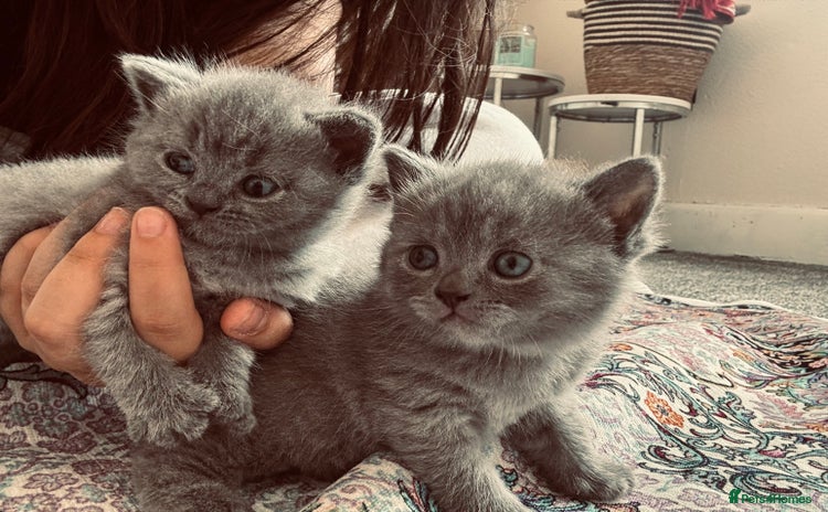 British Shorthair cats - Advert 10