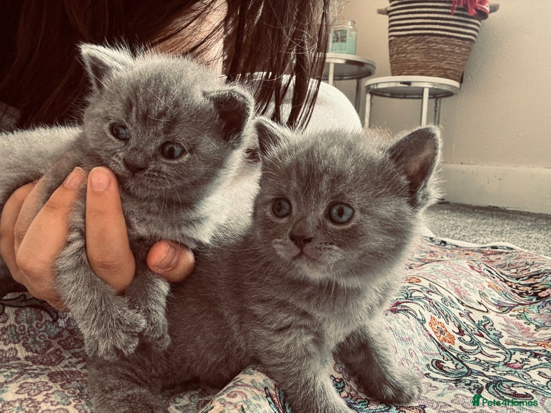 British Shorthair cats for sale: Pure British short hair  - Image 1