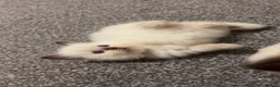 Ragdoll cats for sale: 5 Purebred Ragdoll Kittens in Keith - Advert 15
