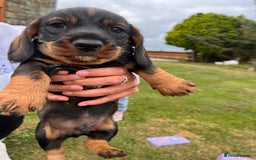 Dachshund dogs for sale: Wire haired dachshund puppies - Image 17