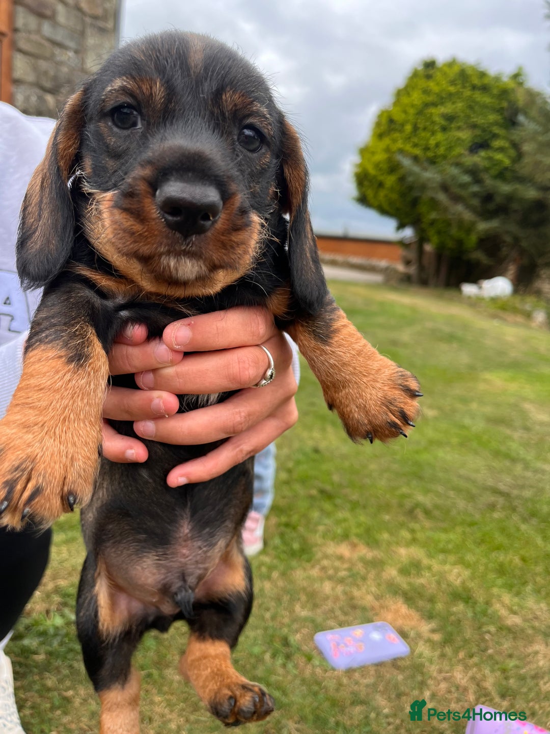 Dachshund dogs for sale: Wire haired dachshund puppies - Image 17