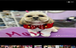 Lhasa Apso dogs for sale: 6 beautiful Lhasa apsos  - Image 28