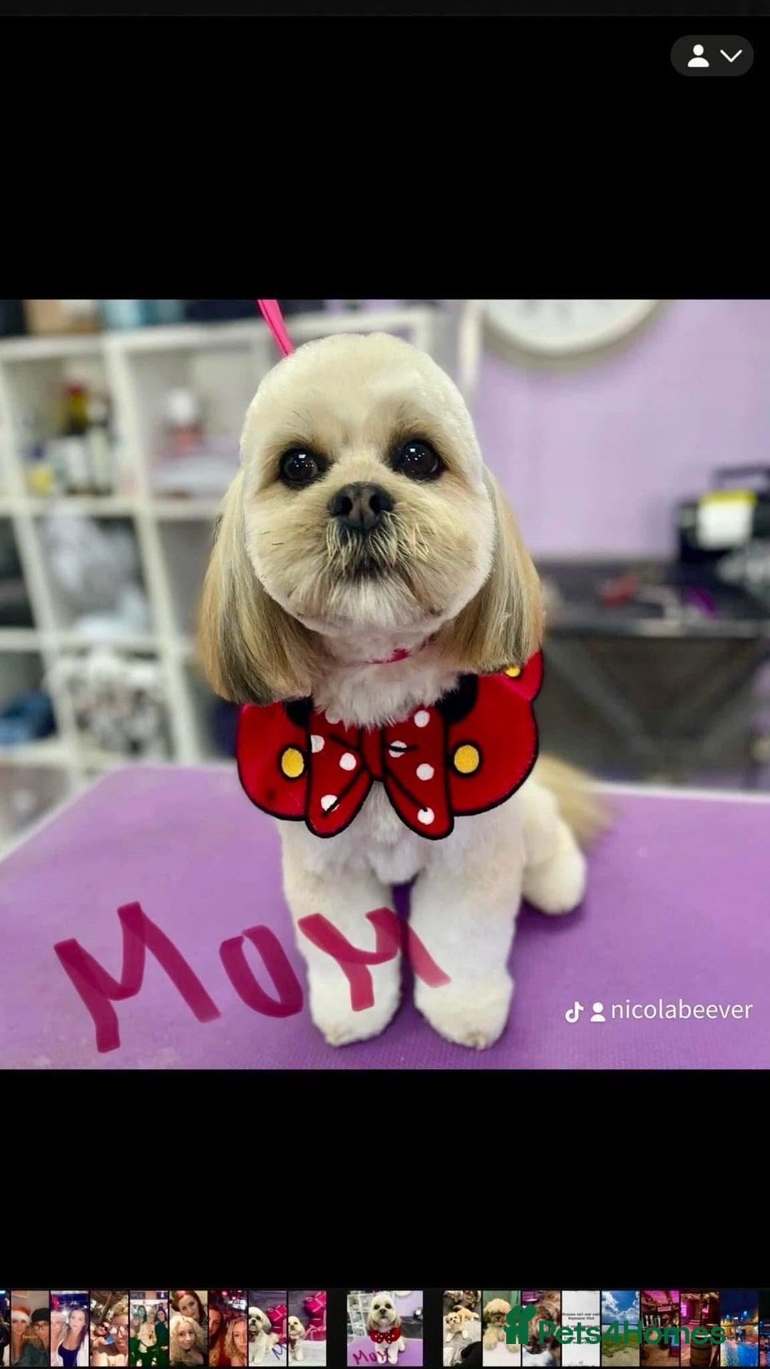 Lhasa Apso dogs for sale: 6 beautiful Lhasa apsos  - Image 28