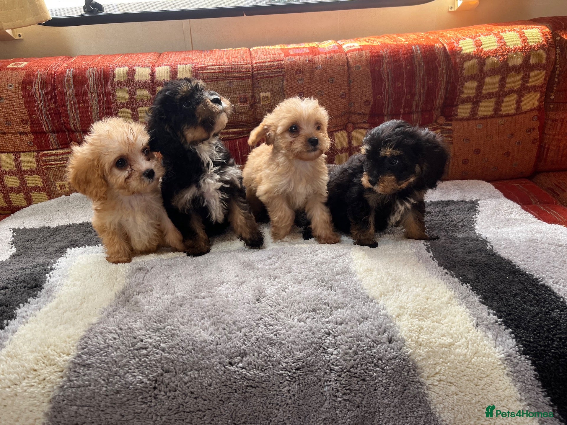 Cavalier King Charles Spaniel dogs 4 Adorable Cavalier x Miniature Poodle Puppies - Advert 8