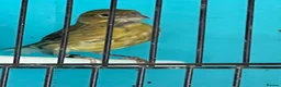Canaries birds for sale: Young canaries  - Advert 14
