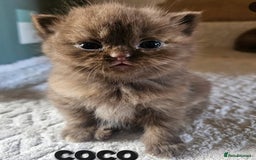 British Shorthair cats for sale: British short hair kittens.  - Image 3