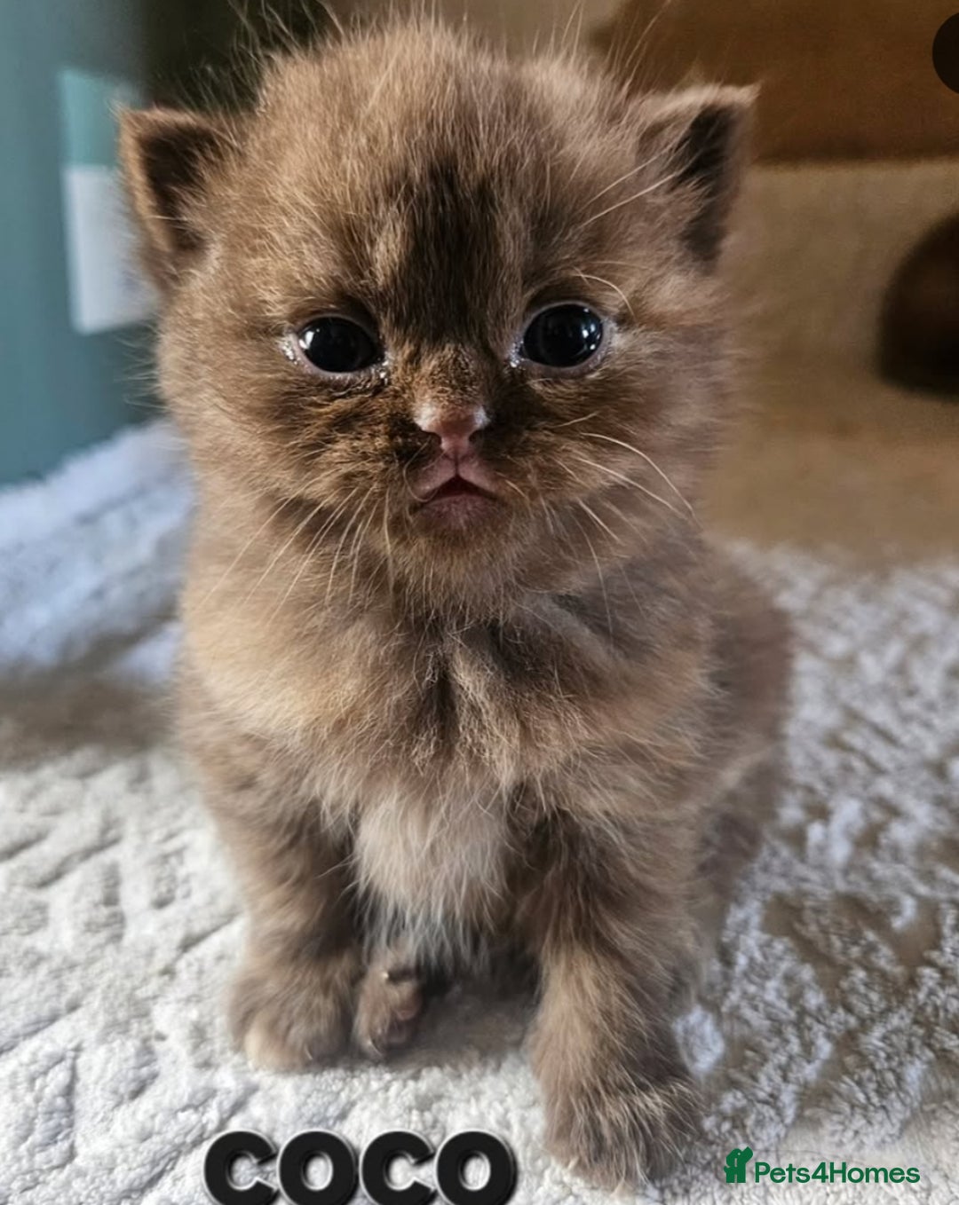 British Shorthair cats for sale: British short hair kittens.  - Image 3