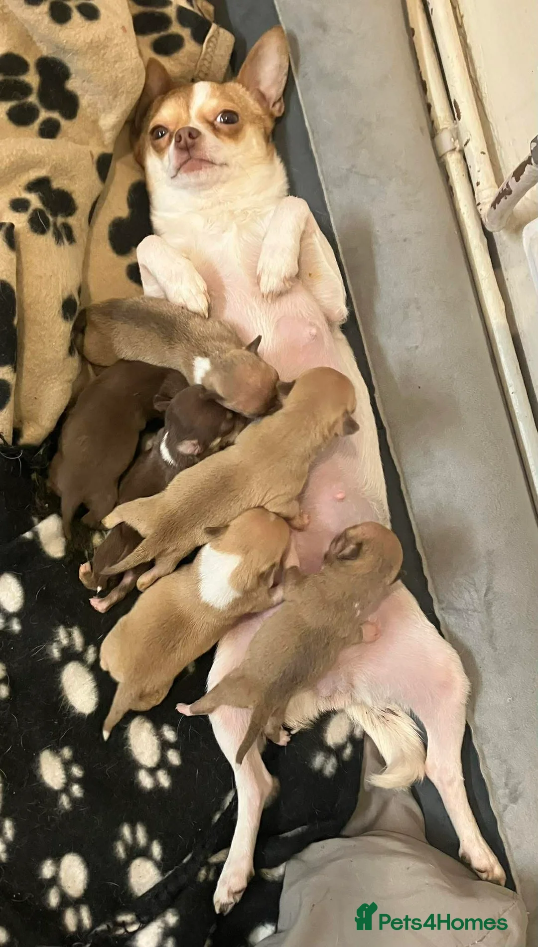 Chihuahua dogs for sale: CHIHUAHUA PUPPIES - Advert 2