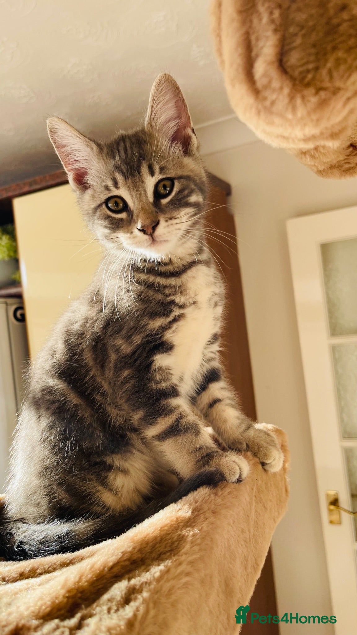 Mixed Breed cats Kittens for sale ,mixed breed, wonderful behaviour - Advert 1