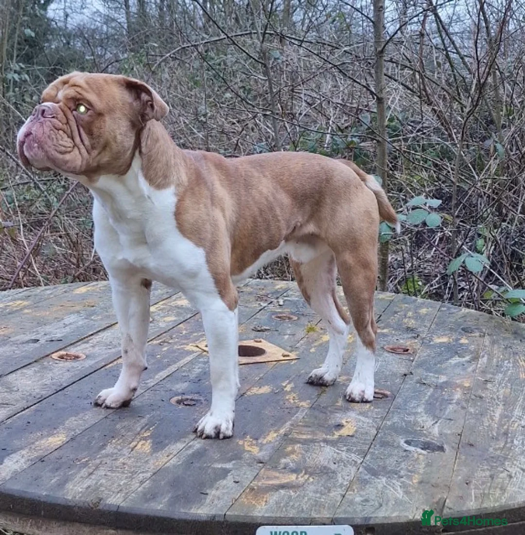Old Tyme Bulldog dogs for sale: Pregnancy confirmed Old Tyme Bulldog Puppies  - Advert 6
