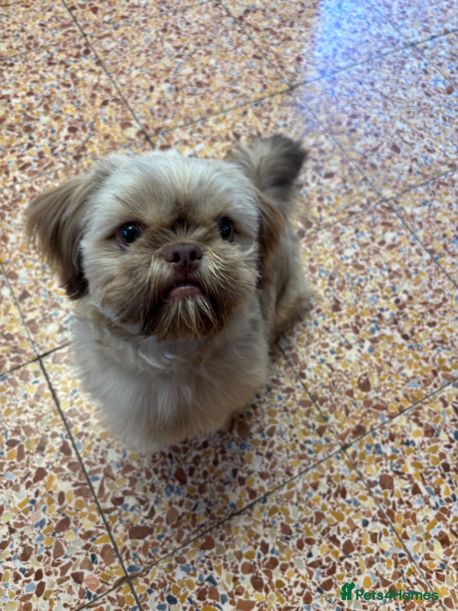 Shih Tzu dogs SHIH TZU - Advert 1