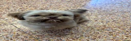 Shih Tzu dogs for sale: SHIH TZU - Advert 1