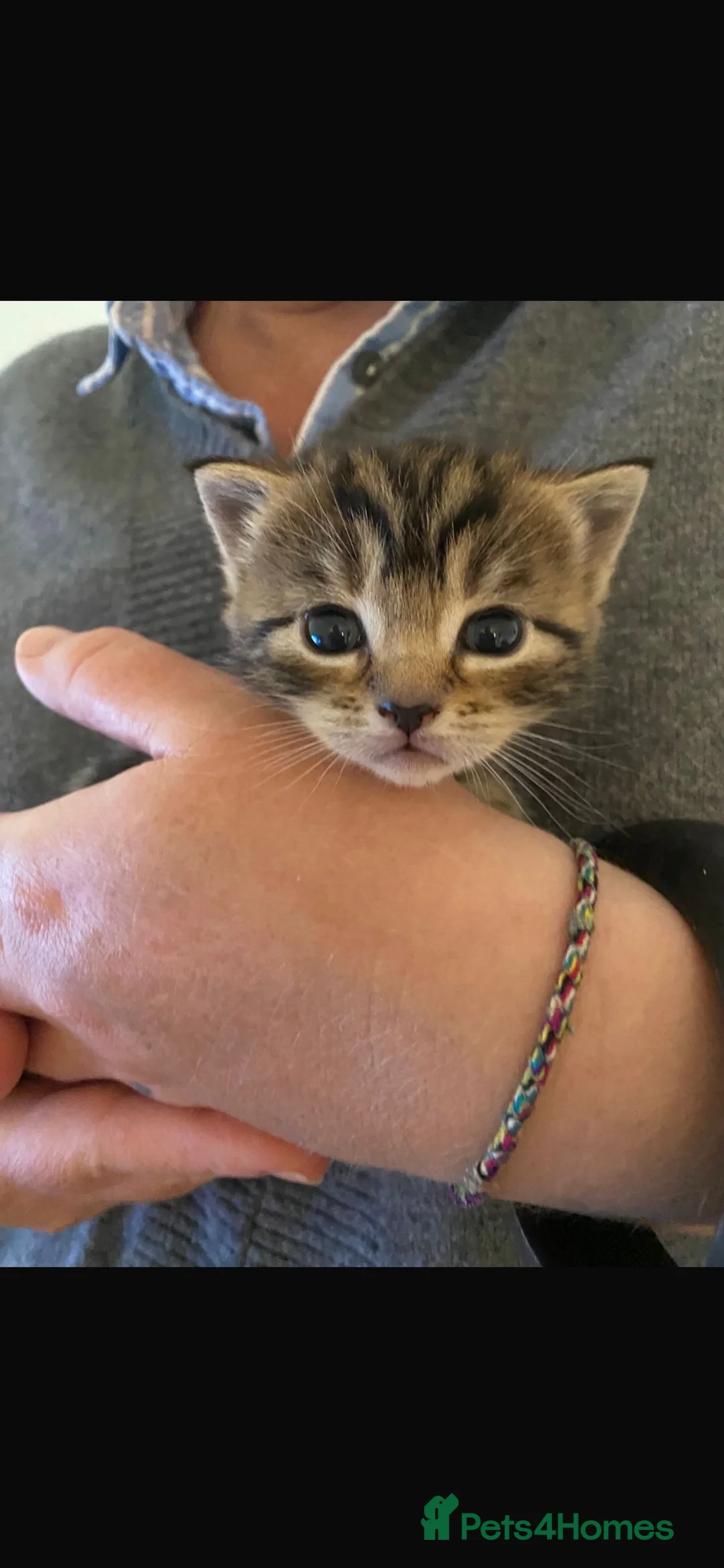 British Shorthair cats for sale: Two gorgeous kittens available now!  - Advert 2