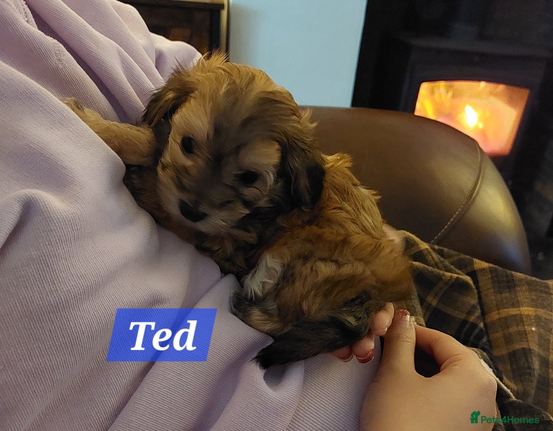 Maltipoo dogs for sale: Multipoo - Advert 22