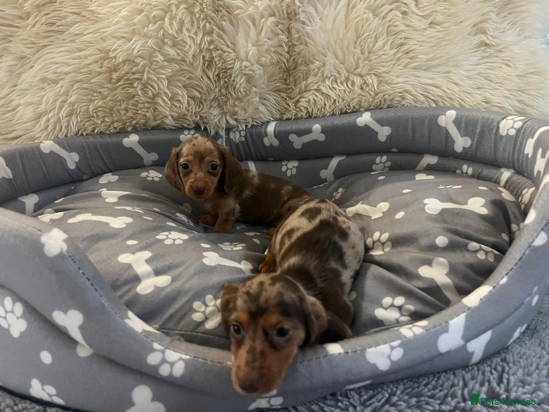Dachshund dogs for sale: Miniature dachshund puppies for sale - Advert 9