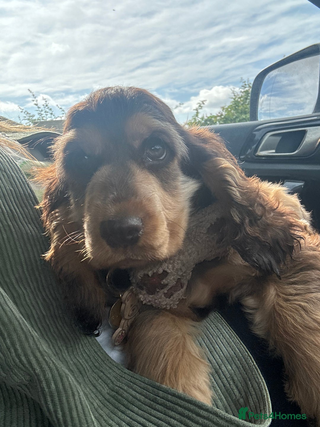 Cocker Spaniel dogs for sale: Gorgeous Tatty is seeking a fantastic family  - Image 3