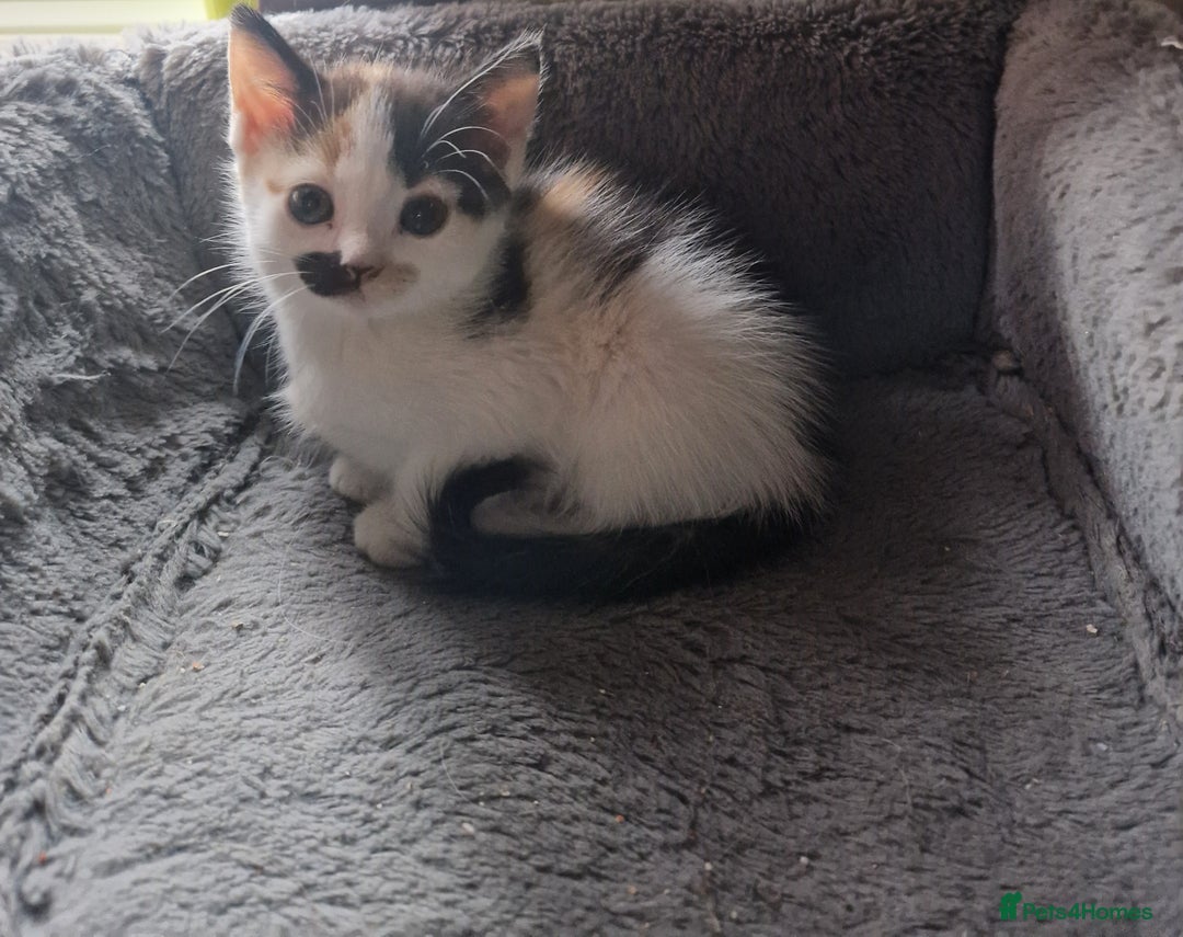Mixed Breed cats for sale: Siberian cross ready to go!!! - Image 5