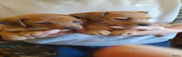 Mixed Breed dogs for sale: Gorgeous Norwich terrier X Puppies - Advert 9