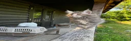 Maine Coon cats for sale: Stunning XL Maine Coon Kittens - Advert 8