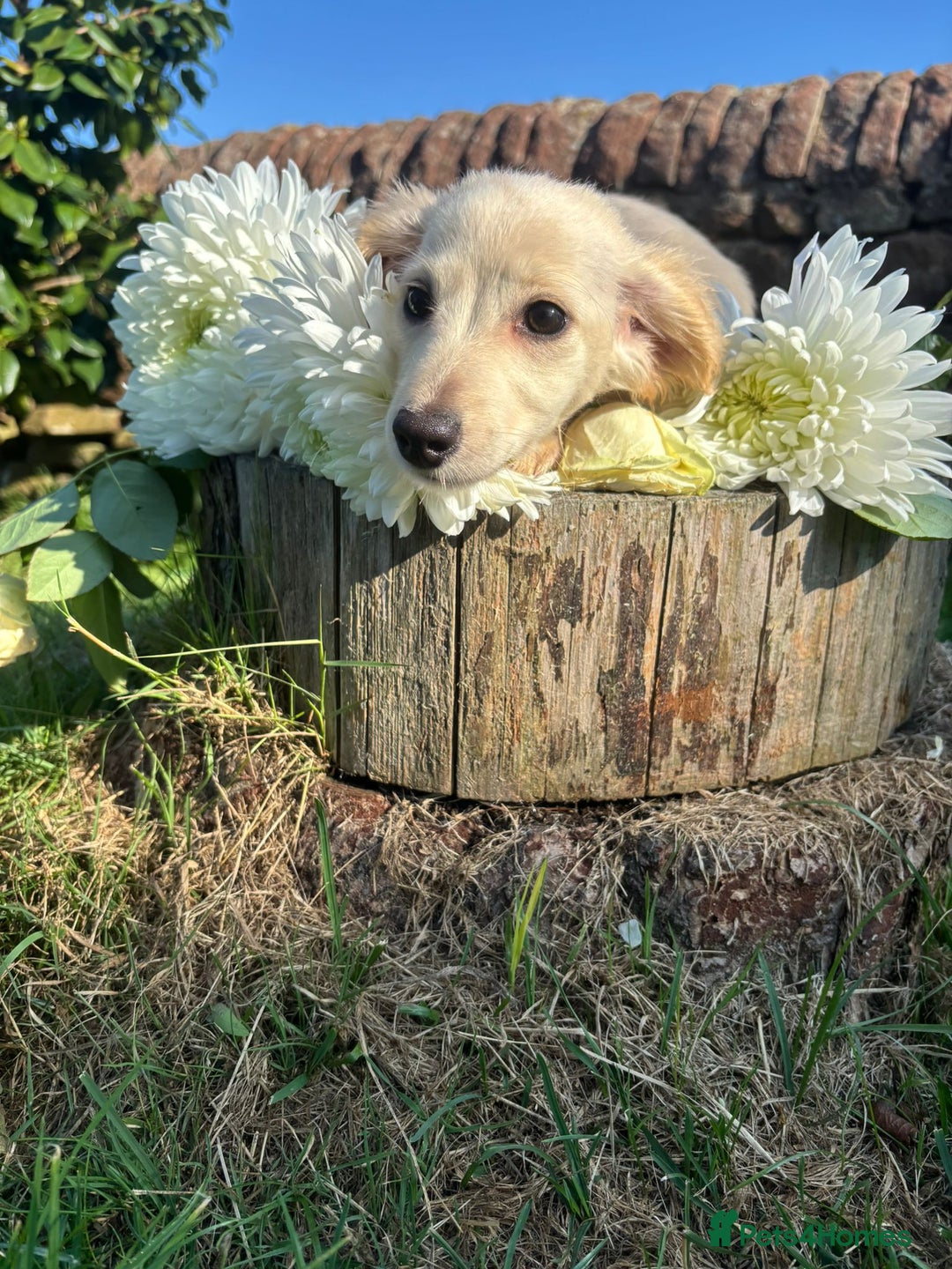 Miniature Dachshund dogs for sale: KC reg Miniature English cream dachshund girl  - Image 4