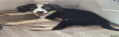 Mixed Breed Puppy 3