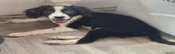 Mixed Breed dogs for sale: Cocker spaniel cross border collie - Advert 3