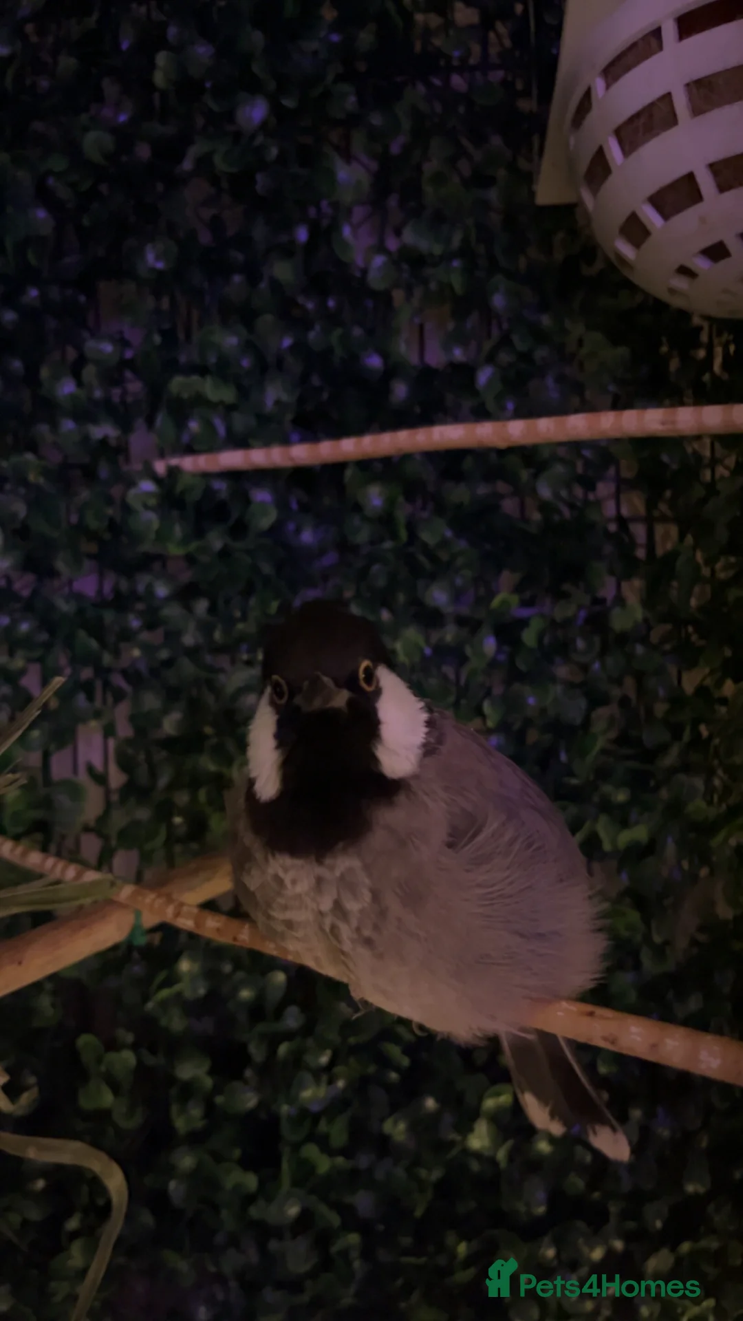 Mixed Breed birds for sale: white eared bulbul - Advert 4