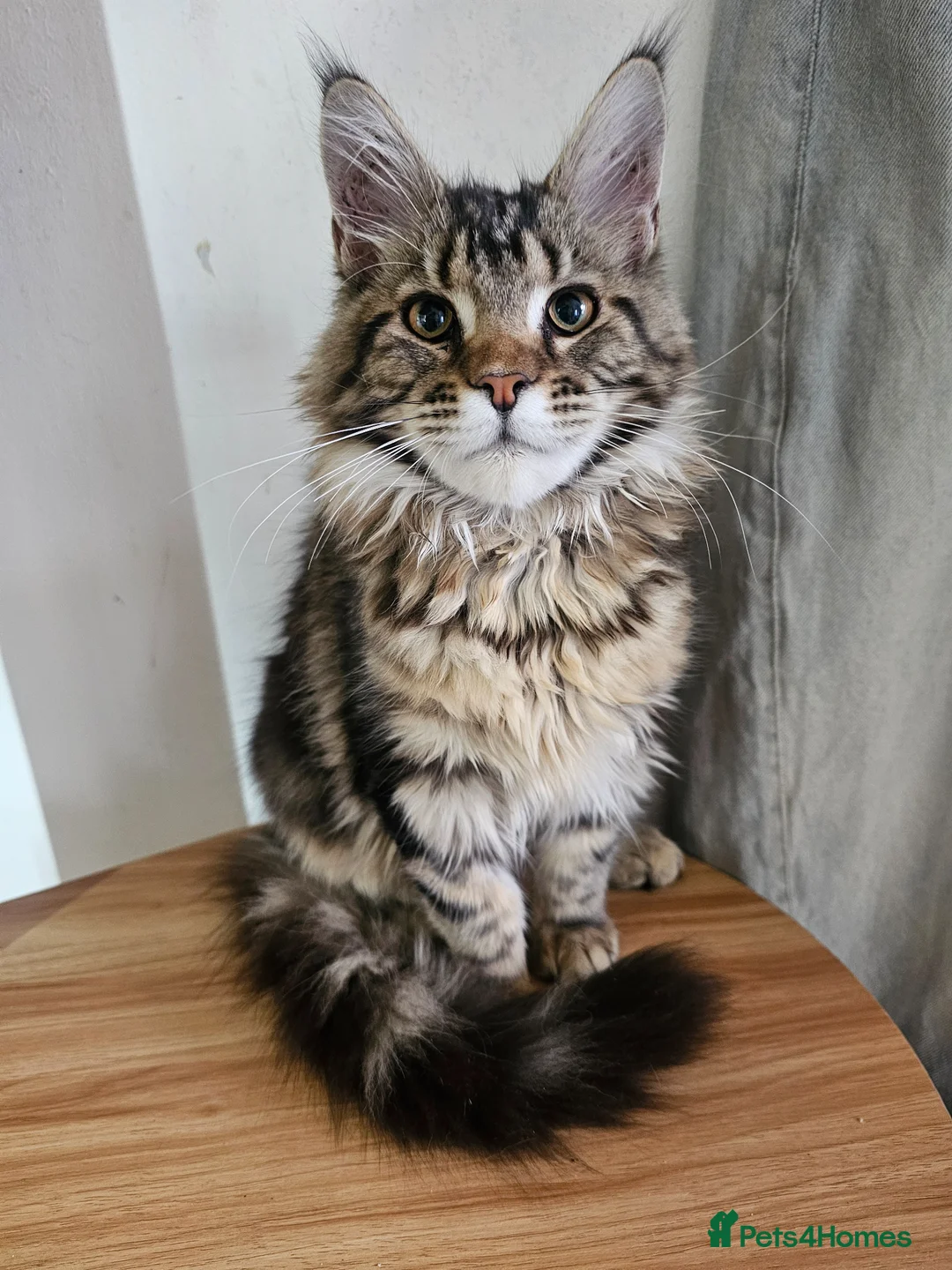 Maine Coon cats for sale: Pedigree Maine Coon girls - Advert 1